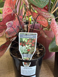 CALADIUM THE SCARLET GIRL 14CM