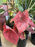 CALADIUM THE SCARLET GIRL 14CM