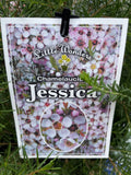 CHAMELAUCIUM JESSICA 14CM