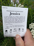 CHAMELAUCIUM JESSICA 14CM