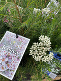 CHAMELAUCIUM JESSICA 14CM