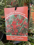 GREVILLEA BRONWENAE RED OCHER 14CM