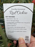 GREVILLEA BRONWENAE RED OCHER 14CM