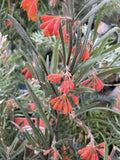 GREVILLEA BRONWENAE RED OCHER 14CM