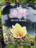 MAGNOLIA FAIRY PETITE PEACH 25CM