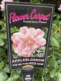 ROSE FLOWER CARPET APPLE BLOSSOM 20CM
