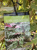 GREVILLEA SUNKISSED WATERS STANDARD 30CM