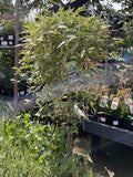 GREVILLEA SUNKISSED WATERS STANDARD 30CM
