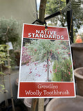 GREVILLEA THYRSOIDES WOOLLY TOOTHBRUSH STANDARD 30CM