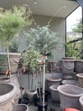 GREVILLEA THYRSOIDES WOOLLY TOOTHBRUSH STANDARD 30CM
