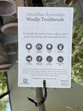 GREVILLEA THYRSOIDES WOOLLY TOOTHBRUSH STANDARD 30CM