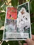 LAGERSTROEMIA ACOMA 40CM