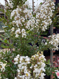 LAGERSTROEMIA ACOMA 40CM