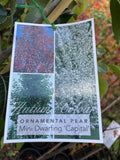 PYRUS ORNAMENTAL MINI CAPITAL 25CM