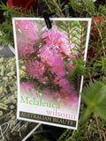 MELALEUCA WILSONII 14CM