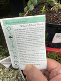 MELALEUCA WILSONII 14CM