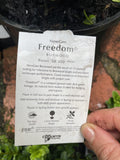BUXUS NEWGEN FREEDOM 18CM