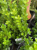 BUXUS NEWGEN FREEDOM 18CM