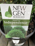 BUXUS NEWGEN INDEPENDENCE 18CM
