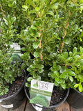 BUXUS NEWGEN INDEPENDENCE 18CM