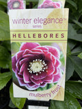 HELLEBORES WINTER ELEGANCE MULBERRY FROST 14CM