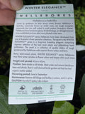 HELLEBORES WINTER ELEGANCE MULBERRY FROST 14CM