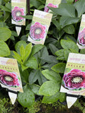 HELLEBORES WINTER ELEGANCE MULBERRY FROST 14CM
