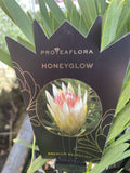 PROTEA HONEYGLOW 14CM