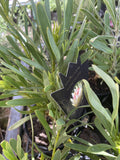 PROTEA HONEYGLOW 14CM