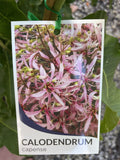 CALODENDRON CAPENSE 20CM