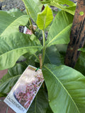 CALODENDRON CAPENSE 20CM