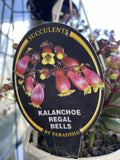 KALANCHOE MIXED BASKET 13CM