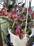 KALANCHOE MIXED BASKET 13CM