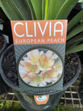 CLIVIA EUROPEAN PEACH 18CM