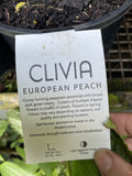 CLIVIA EUROPEAN PEACH 18CM