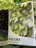AUCUBA JAPONICA GOLD DUST 14CM
