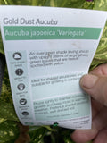 AUCUBA JAPONICA GOLD DUST 14CM
