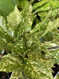 AUCUBA JAPONICA GOLD DUST 14CM