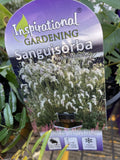 SANGUISORBA HUKUSANENSIS WHITE BRUSHES 14CM