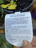 SANGUISORBA HUKUSANENSIS WHITE BRUSHES 14CM