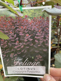 COTINUS COGGYGRIA PURPUREUS 25CM