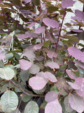 COTINUS COGGYGRIA PURPUREUS 25CM