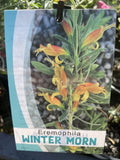 EREMOPHILA WINTER MORN 14CM