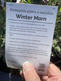 EREMOPHILA WINTER MORN 14CM