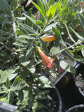 EREMOPHILA WINTER MORN 14CM