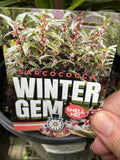 SARCOCOCCA HOKERIANA WINTER GEM 20CM