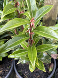 SARCOCOCCA HOKERIANA WINTER GEM 20CM