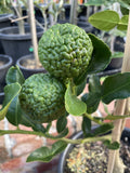 LIME THAI 33CM