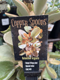 KALANCHOE ORGYALIS SILVER SPOONS 25CM