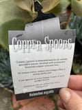 KALANCHOE ORGYALIS SILVER SPOONS 25CM